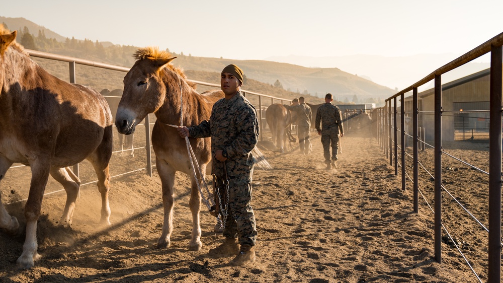 CLB-2 Animal Packing Course