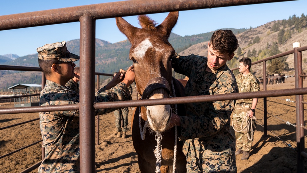 CLB-2 Animal Packing Course