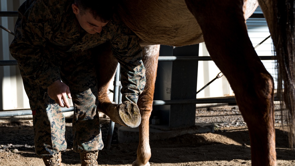 CLB-2 Animal Packing Course