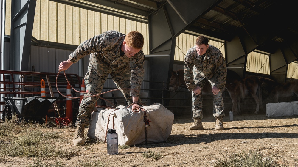 CLB-2 Animal Packing Course