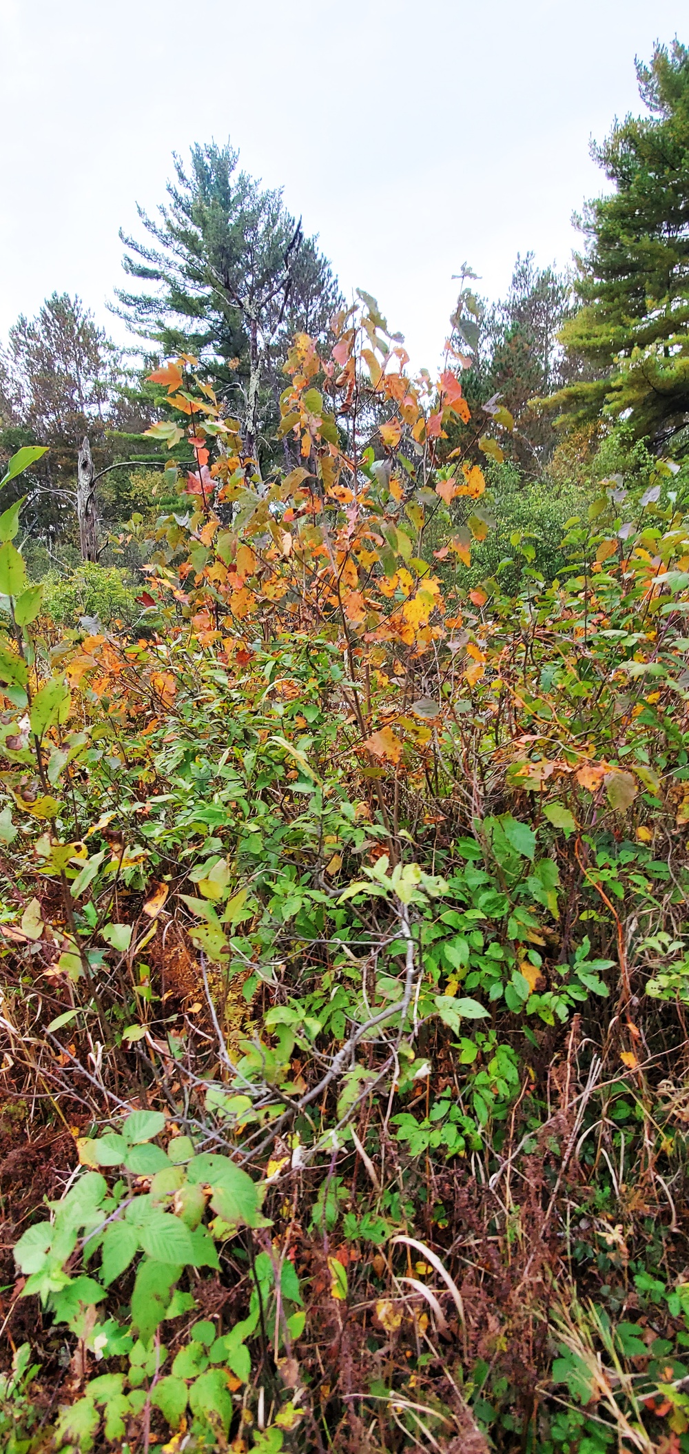2020 Fall Views at Fort McCoy's Pine View Recreation Area