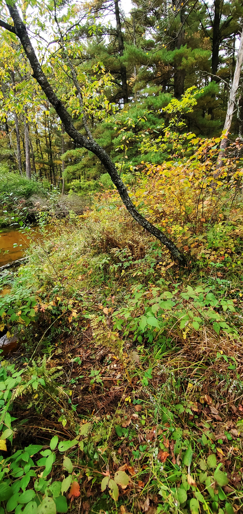2020 Fall Views at Fort McCoy's Pine View Recreation Area