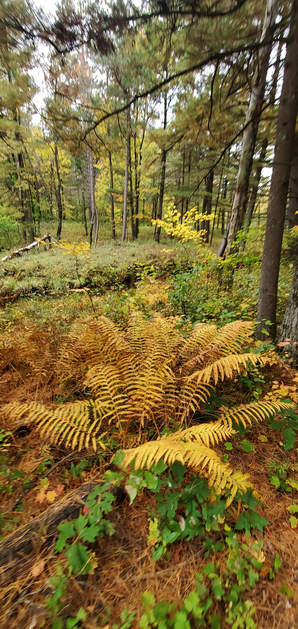 2020 Fall Views at Fort McCoy's Pine View Recreation Area