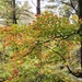 2020 Fall Views at Fort McCoy's Pine View Recreation Area