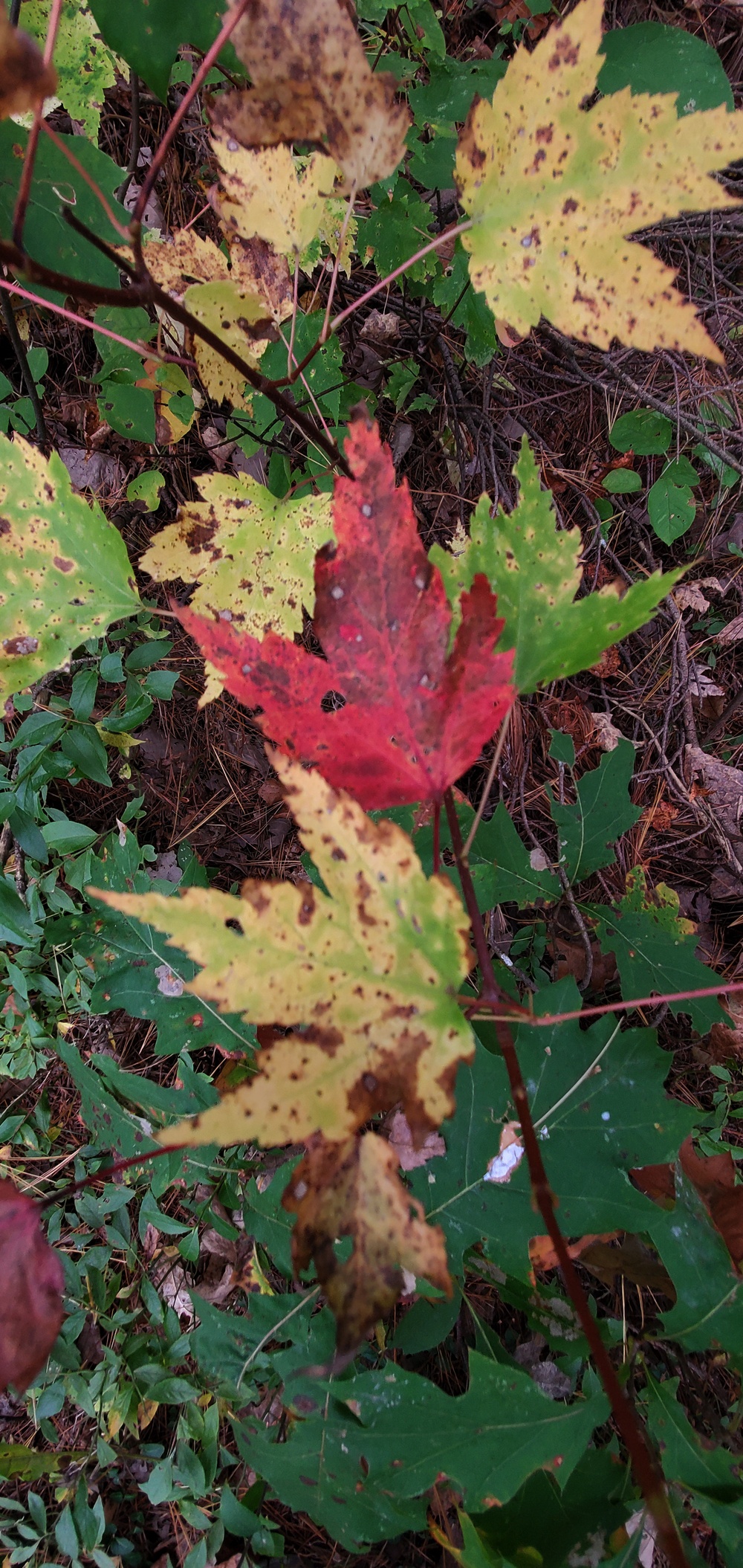 2020 Fall Views at Fort McCoy's Pine View Recreation Area