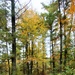 2020 Fall Views at Fort McCoy's Pine View Recreation Area