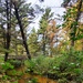 2020 Fall Views at Fort McCoy's Pine View Recreation Area