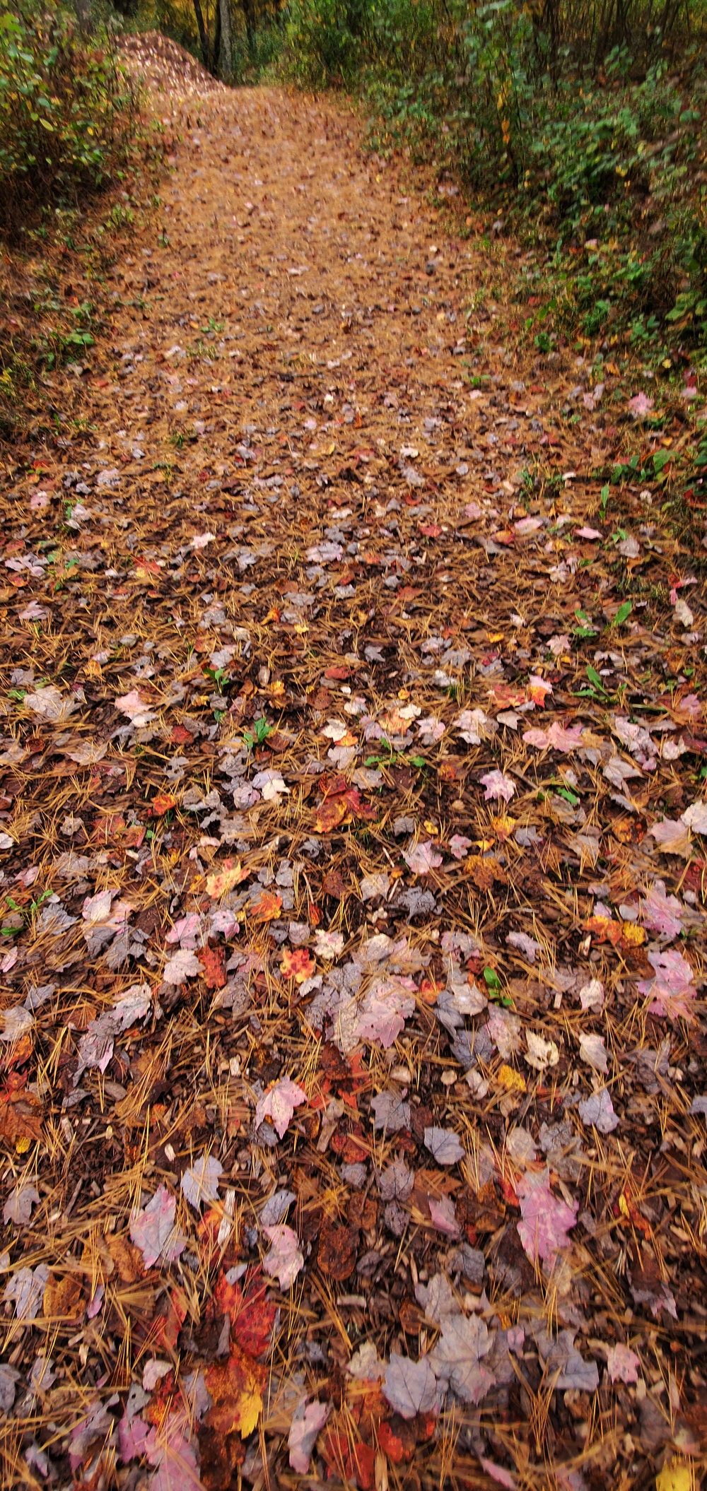 2020 Fall Views at Fort McCoy's Pine View Recreation Area
