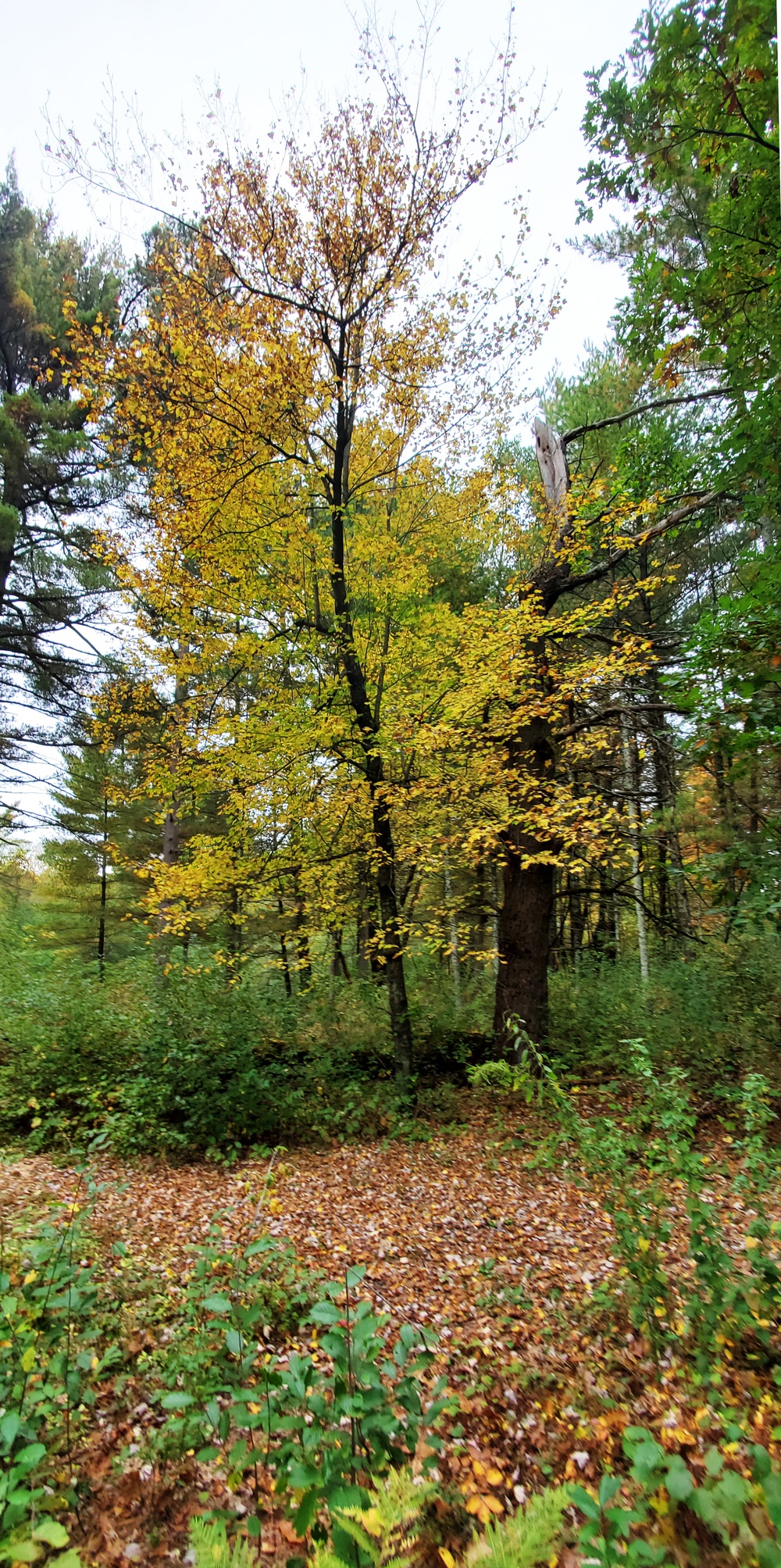 2020 Fall Views at Fort McCoy's Pine View Recreation Area