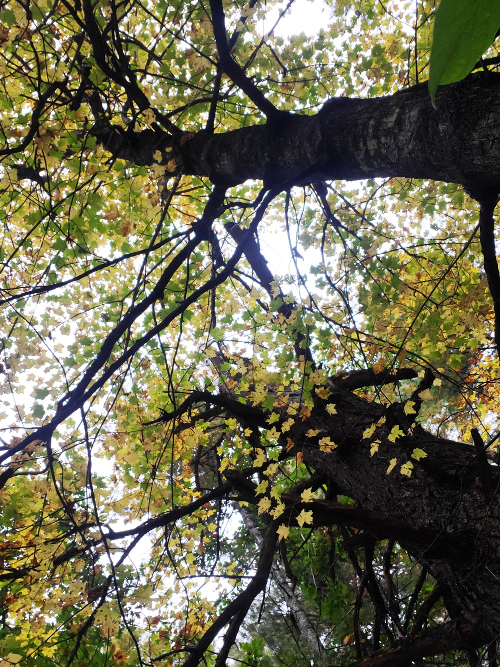2020 Fall Views at Fort McCoy's Pine View Recreation Area