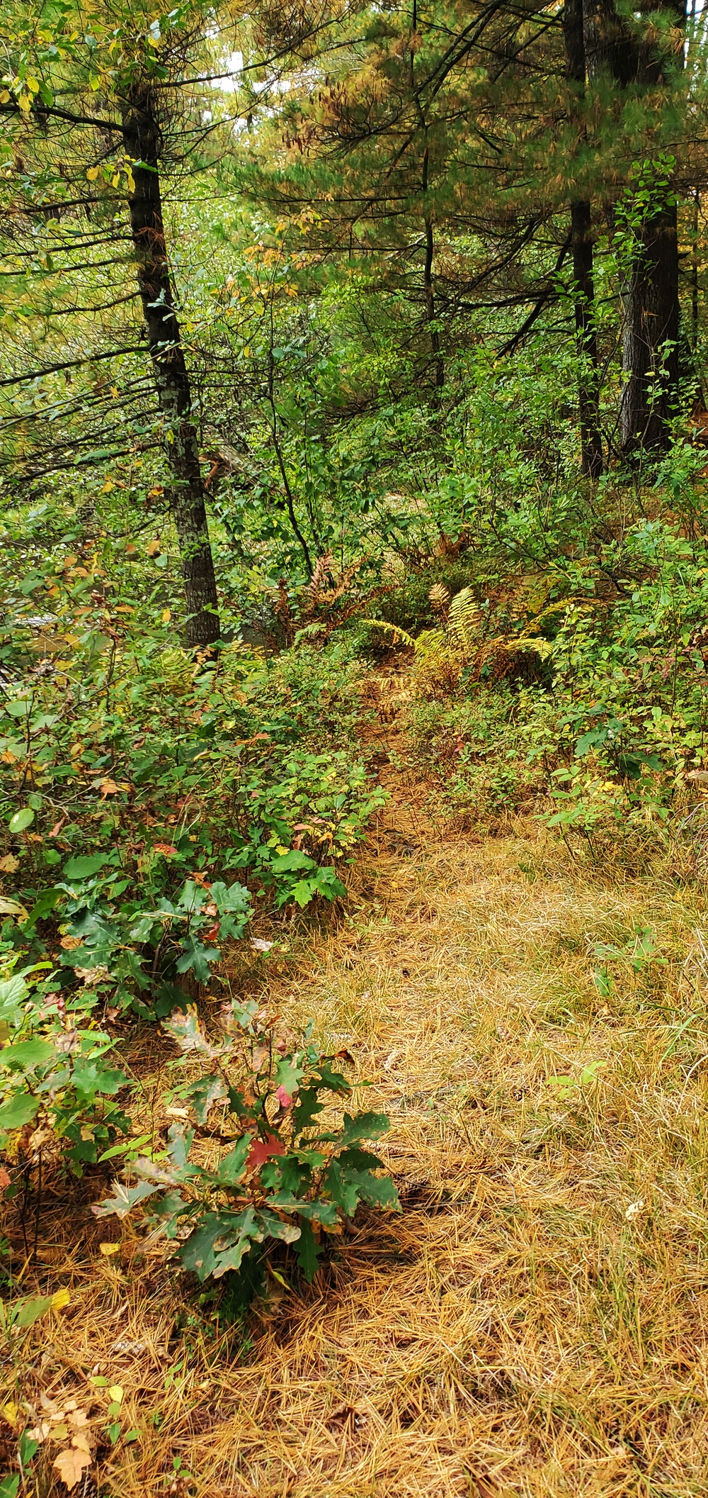 2020 Fall Views at Fort McCoy's Pine View Recreation Area