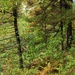 2020 Fall Views at Fort McCoy's Pine View Recreation Area