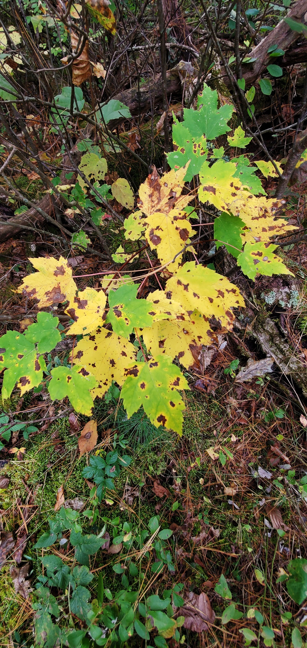 2020 Fall Views at Fort McCoy's Pine View Recreation Area