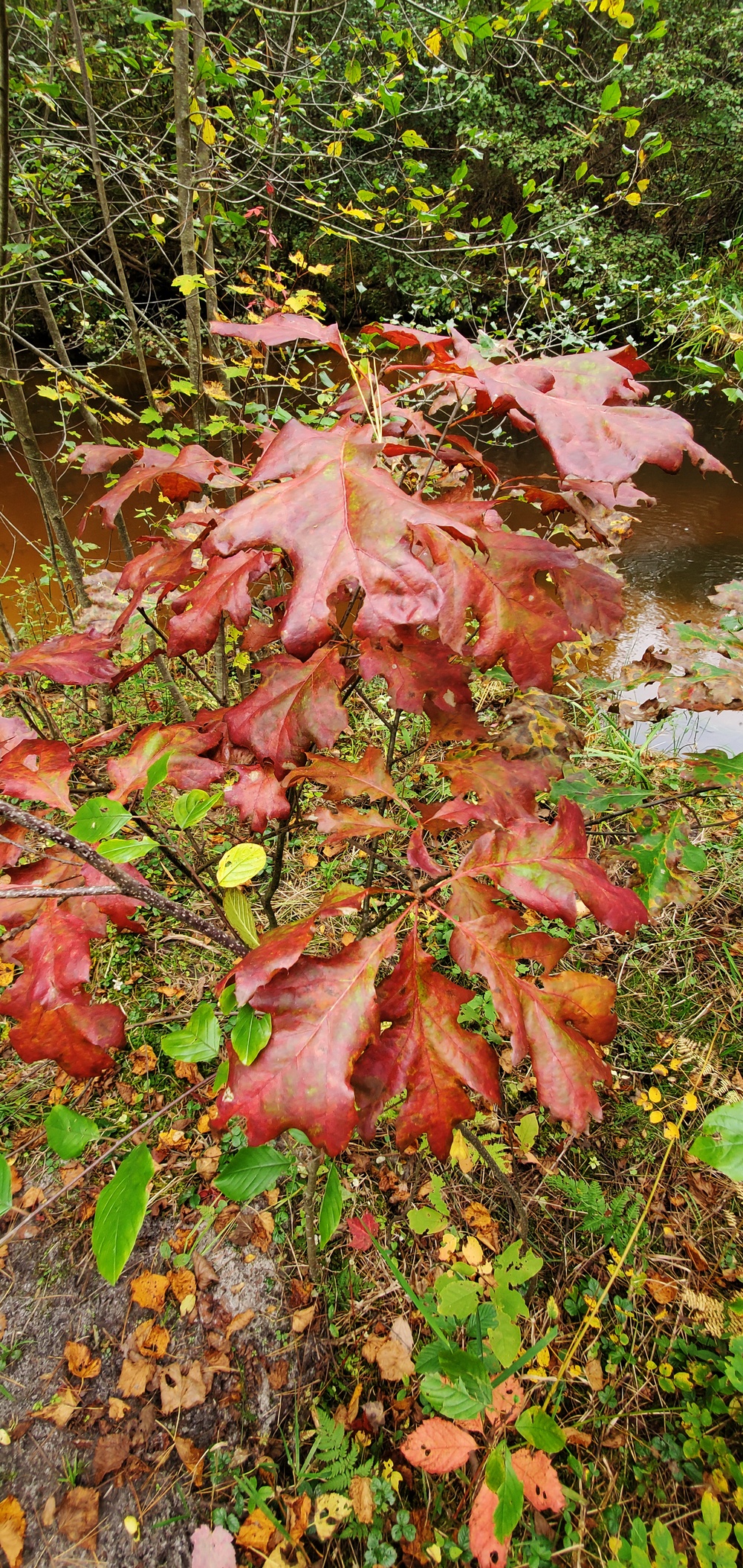 2020 Fall Views at Fort McCoy's Pine View Recreation Area