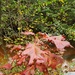 2020 Fall Views at Fort McCoy's Pine View Recreation Area