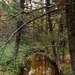2020 Fall Views at Fort McCoy's Pine View Recreation Area