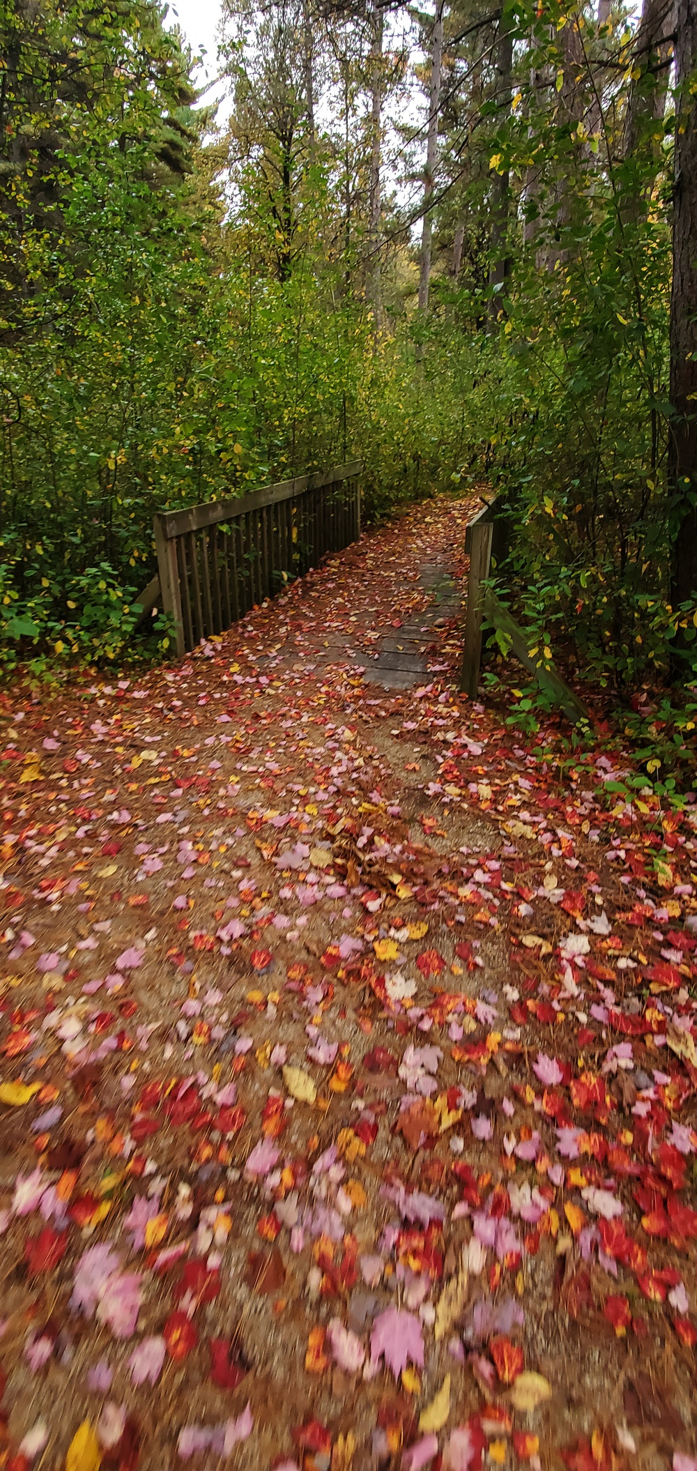 2020 Fall Views at Fort McCoy's Pine View Recreation Area
