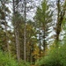 2020 Fall Views at Fort McCoy's Pine View Recreation Area