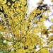 2020 Fall Views at Fort McCoy's Pine View Recreation Area