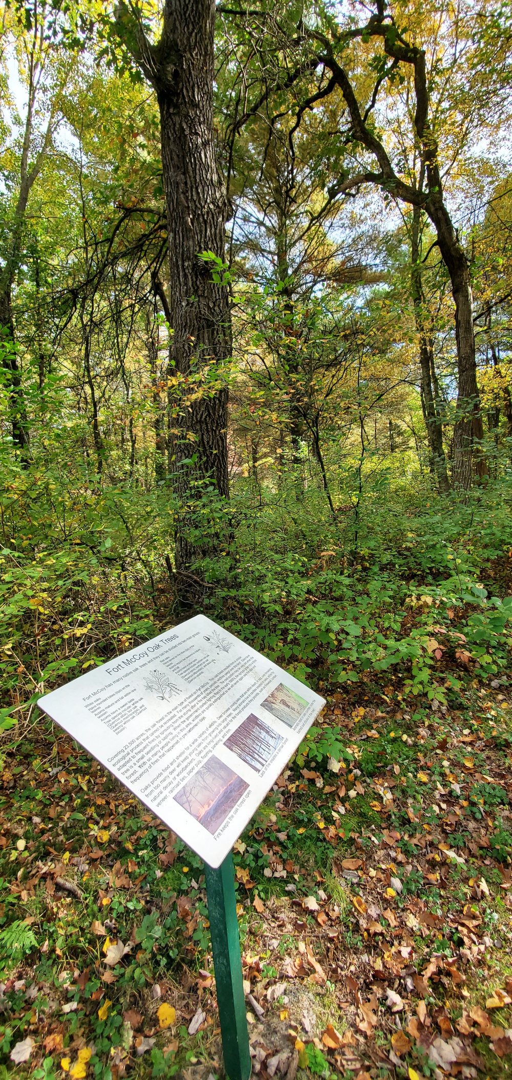 2020 Fall Views at Fort McCoy's Pine View Recreation Area