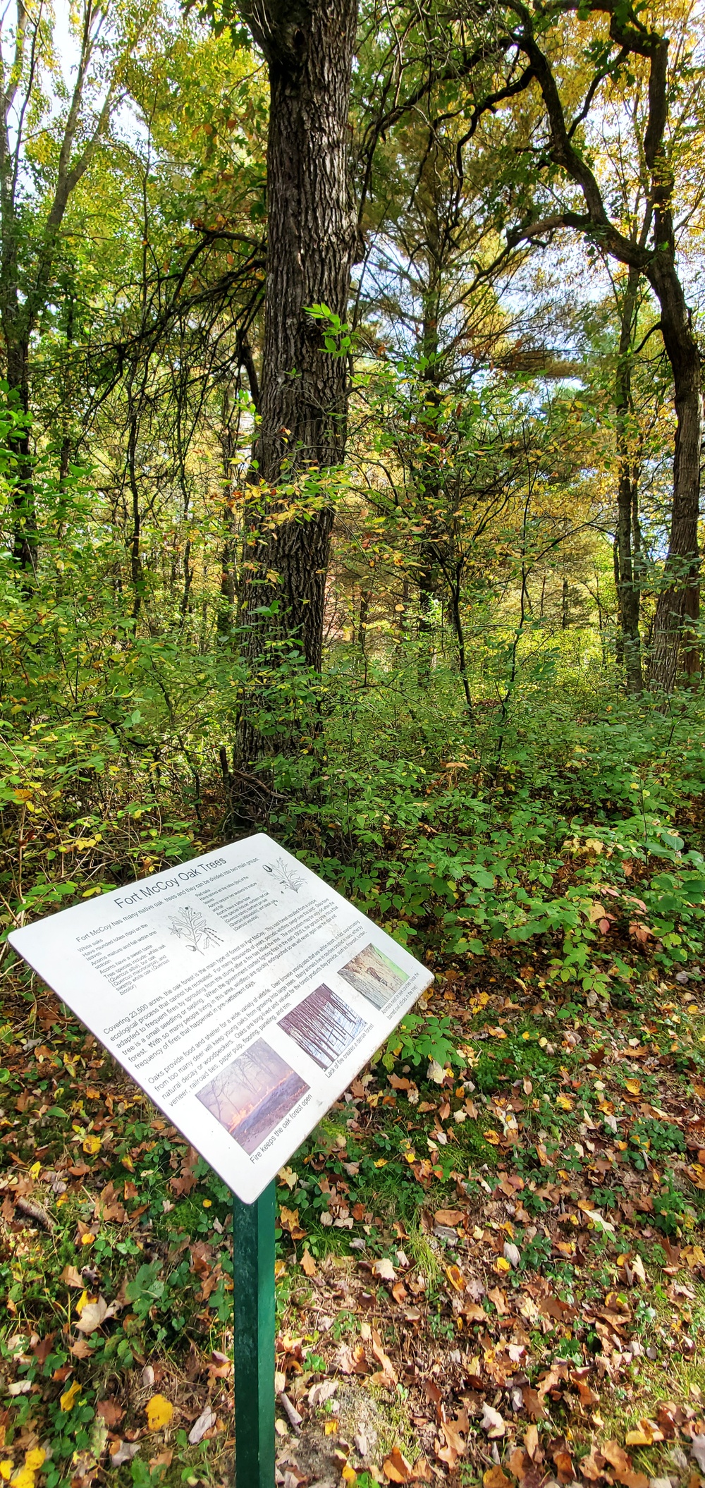2020 Fall Views at Fort McCoy's Pine View Recreation Area