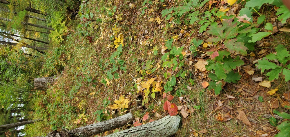 2020 Fall Views at Fort McCoy's Pine View Recreation Area