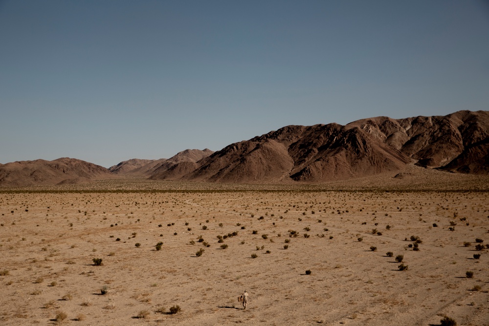 3d Reconnaissance Battalion Fire Sniper Rifles During SLTE 1-21