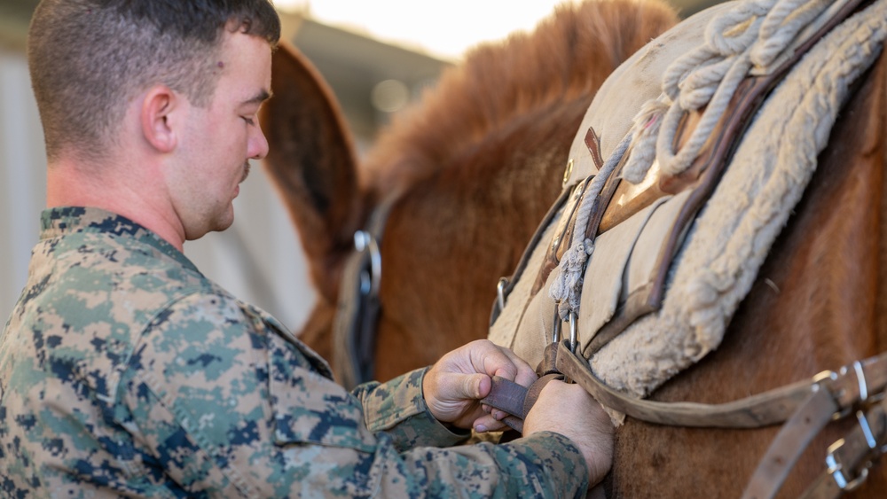 CLB-2 Animal Packing Course