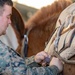 CLB-2 Animal Packing Course