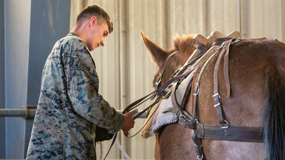 CLB-2 Animal Packing Course