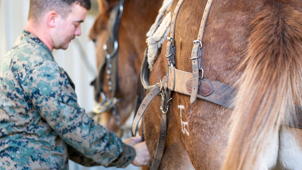 CLB-2 Animal Packing Course