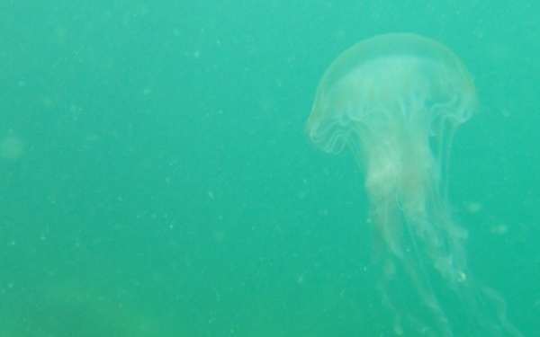 Army Divers Go For A Dip