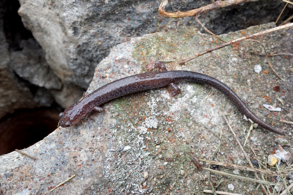 Salamander at Roush