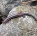 Salamander at Roush