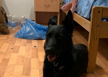 Soldier's civilian experience helps save K9