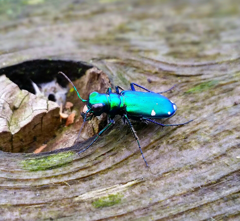 A six-spotted tiger beetle spotted at J. Edward Rough Lake in Huntington, Ind.