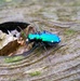A six-spotted tiger beetle spotted at J. Edward Rough Lake in Huntington, Ind.