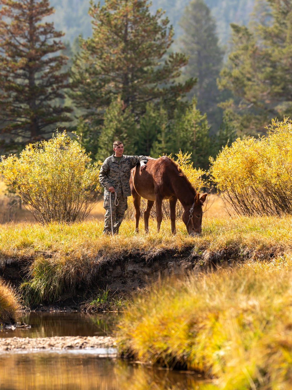 2nd Battalion, 2nd Marine Regiment at Animal Packing Course