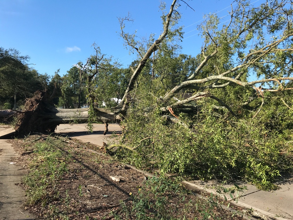 Lafayette Parish Begins Hurricane Clean Up