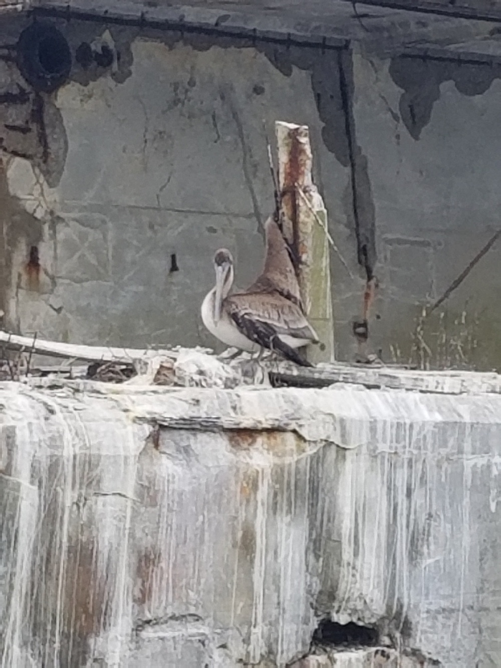 Coast Guard members, wildlife specialists help rescue injured pelican