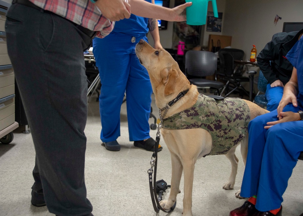 LC, NMCSD's Facility Dog