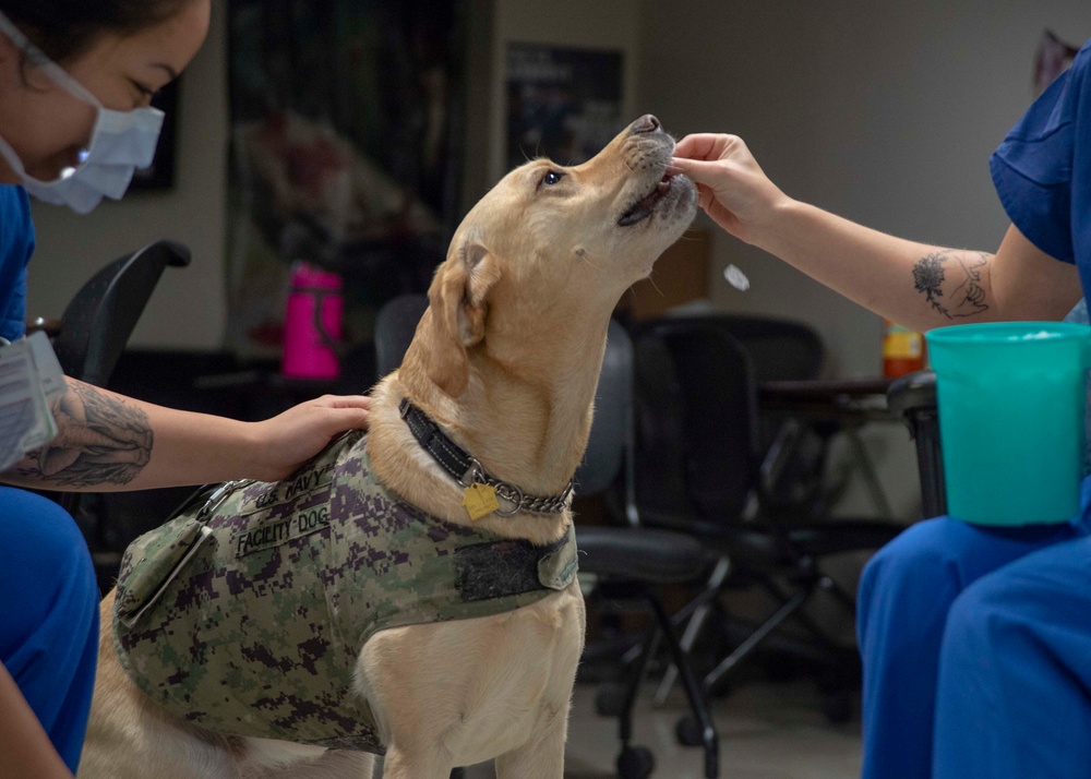 LC, NMCSD's Facility Dog