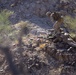 U.S. Marines participate in an insertion and extraction scenario