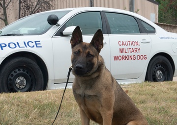 Turning a negative to a paw-sitive: Offutt MWD team overcomes to welcome newest team member
