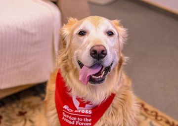 PAWS Dog Missed by Spangdahlem Air Base