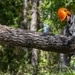 Pioneer Platoon Chainsaw Licensing Course