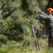 Pioneer Platoon Chainsaw Licensing Course