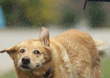 Ohio Guard members, USO partner to host virtual Army Ten-Miler event