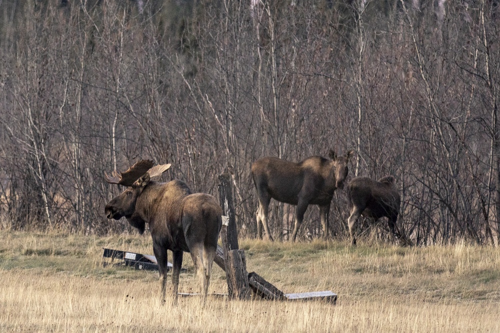 1st ANGLICO conducts live-fire range as part of Exercise Red Flag-Alaska