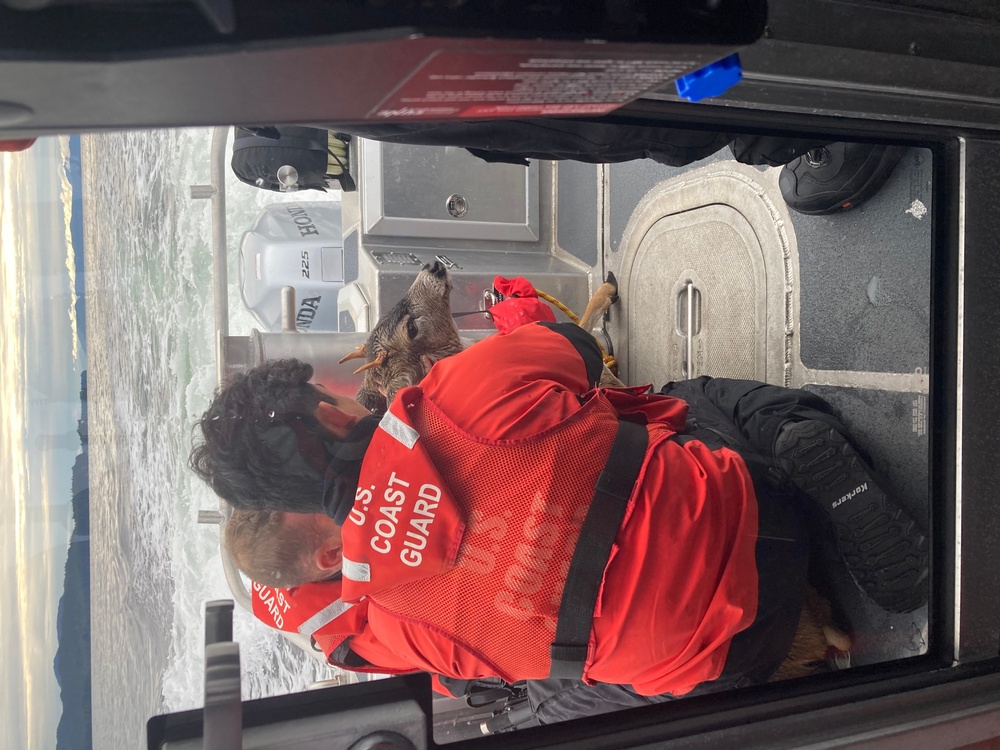 Coast Guard assists deer swimming in Clarence Strait, Alaska